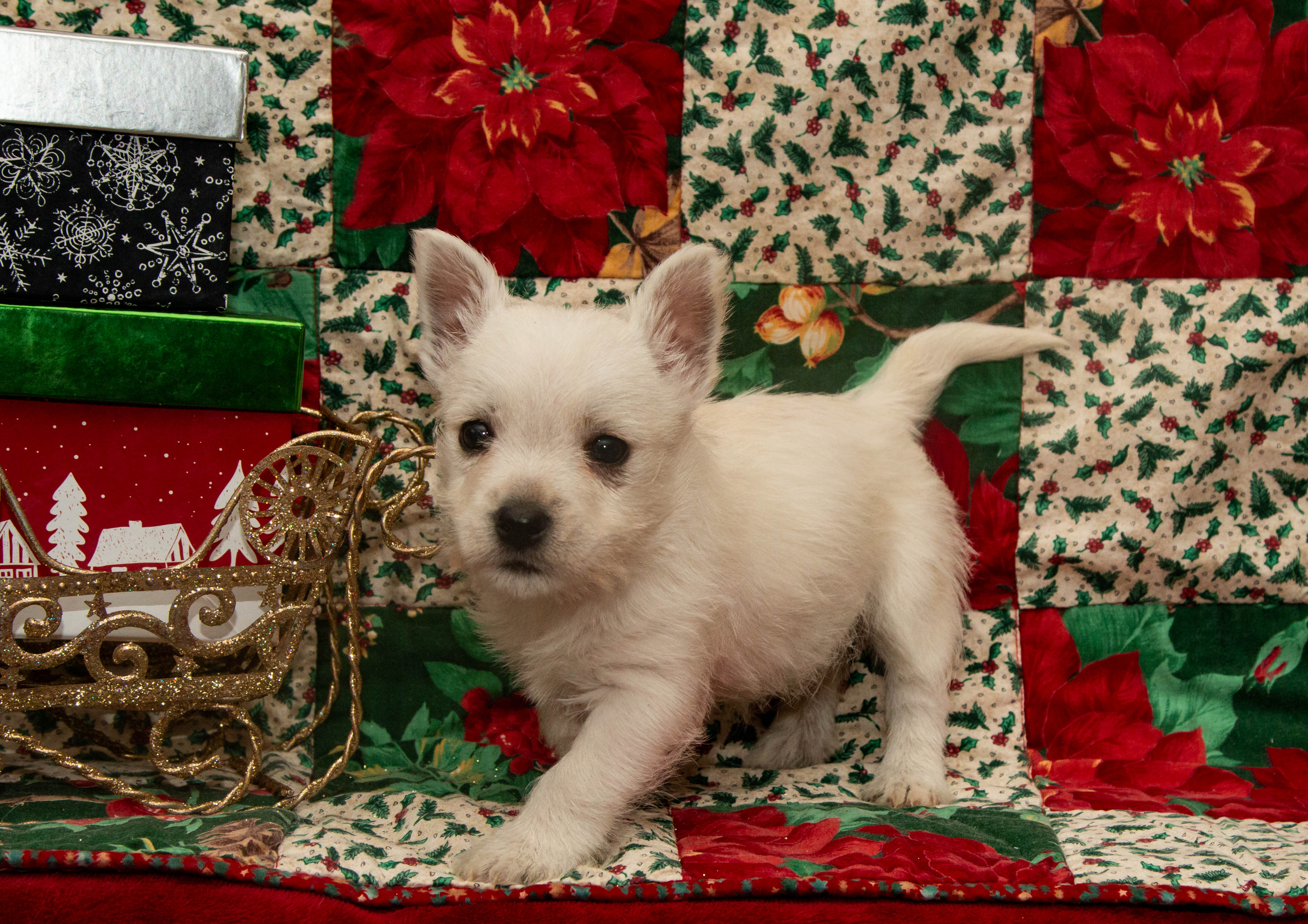 puppy, for, sale, West Highland White Terrier, Amos B. King, dog, breeder, Romney, WV, dog-breeder, puppy-for-sale, forsale, nearby, find, puppyfind, locator, puppylocator, aca